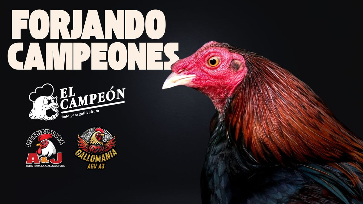 Uvl lab – El campeón